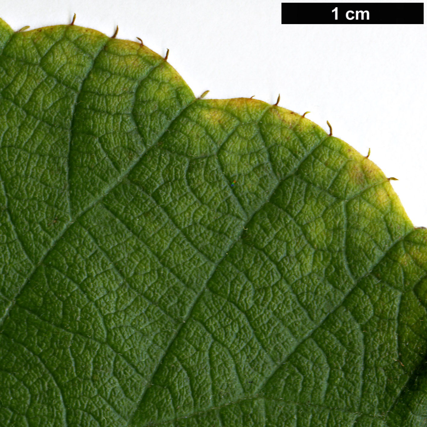 High resolution image: Family: Actinidiaceae - Genus: Actinidia - Taxon: chinensis - SpeciesSub: f. rufopulpa